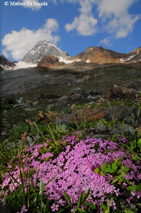 un po'' di flora dal Gavia